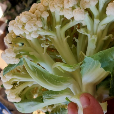 【精品】松花，青梗白面，质量好质量保证协助调车