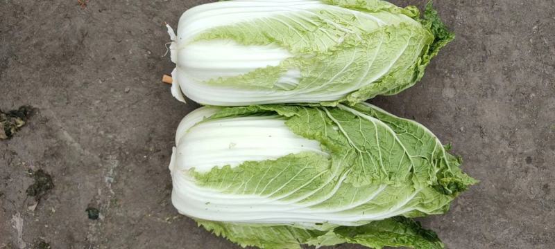 精品大白菜，量大价优