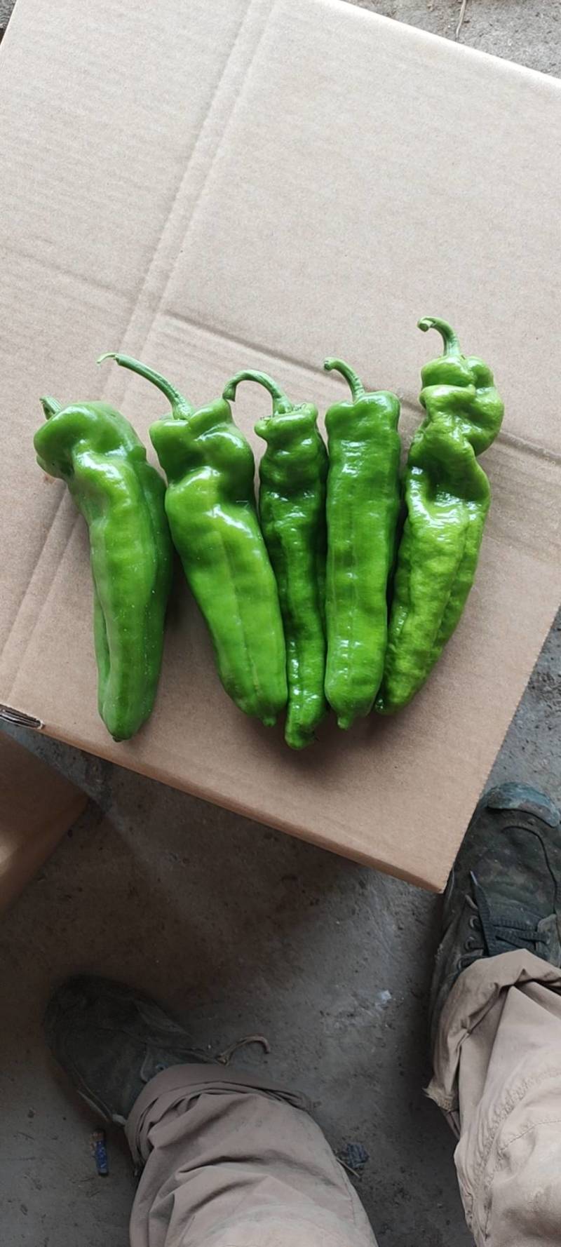 辣椒代办301青皮河南上蔡县龚垒万亩大棚，支持打箱，装框
