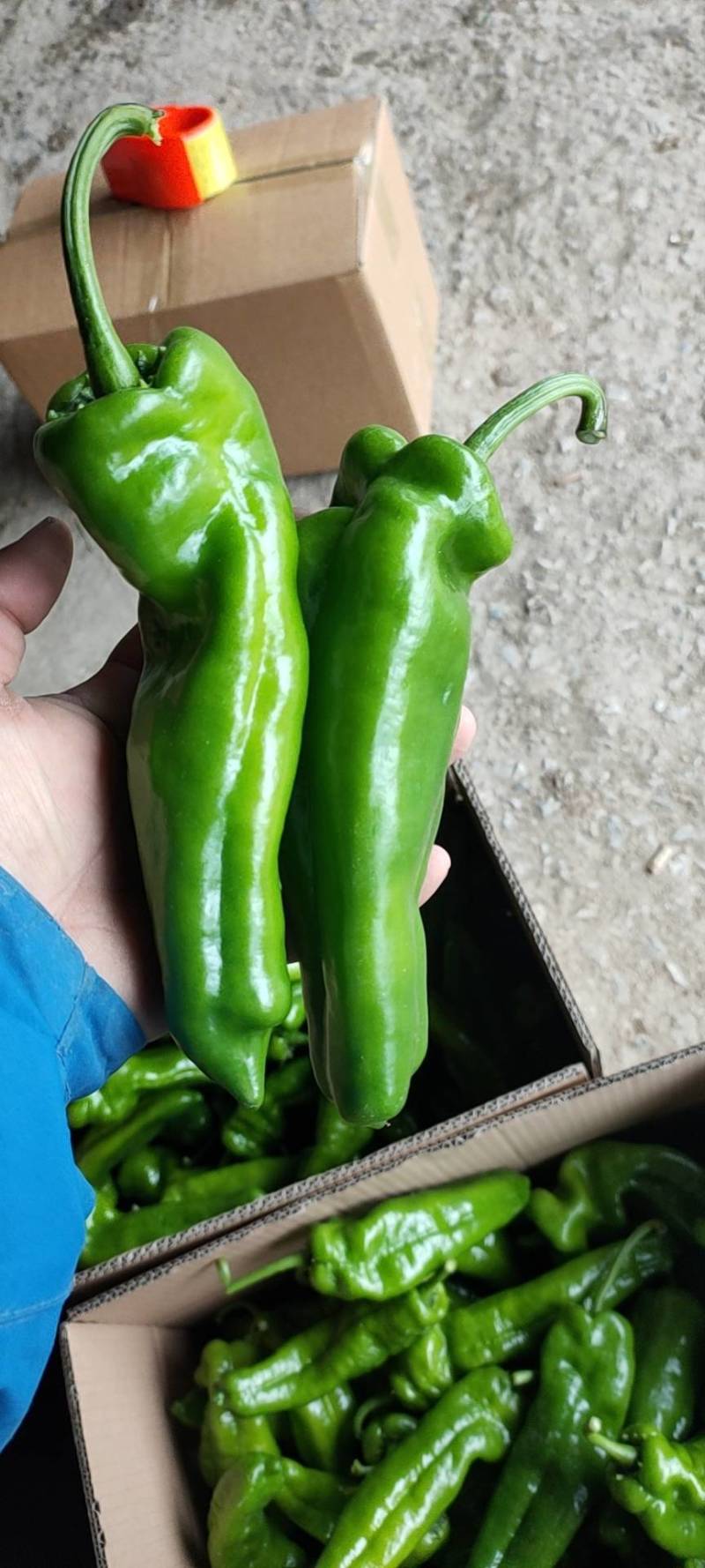 辣椒代办301青皮河南上蔡县龚垒万亩大棚，支持打箱，装框
