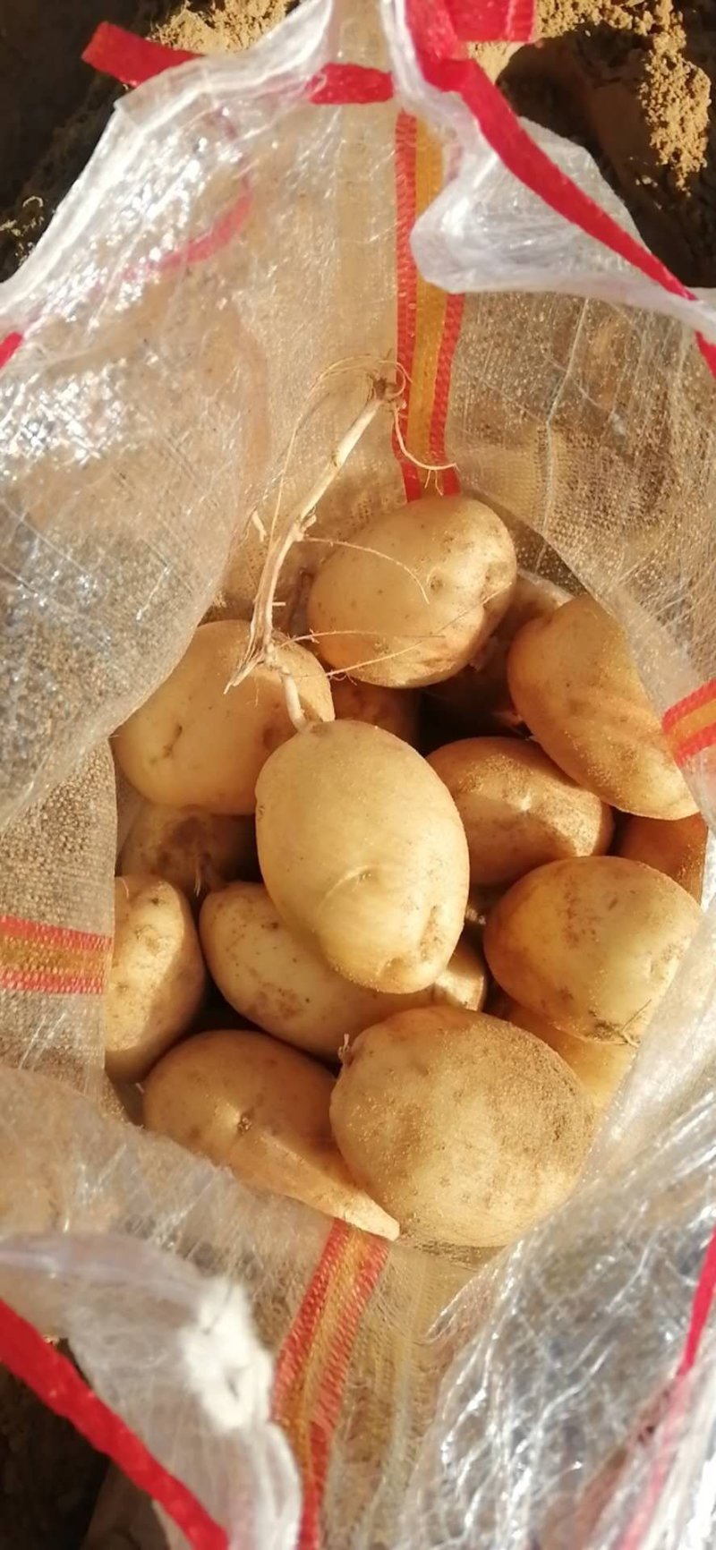 陕北纯沙地精品v7土豆大量供应各大批发商，电商平台，超市