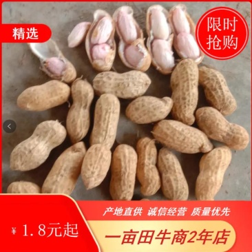 鲜花生，鲁花8号，大量上市，全国接单，保证质量，代发全国