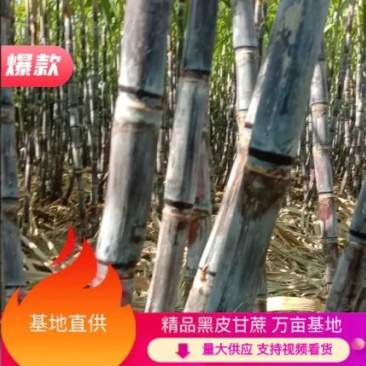 河南黑皮甘蔗，大量供应，合作社种植，全国代发，无代收费。