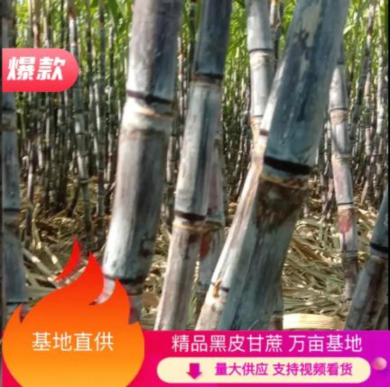 河南黑皮甘蔗，大量供应，合作社种植，全国代发，无代收费。
