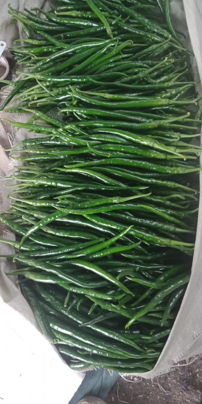 《推荐》精品鲜辣椒，线椒山东潍坊青州精品线椒便宜了辣椒