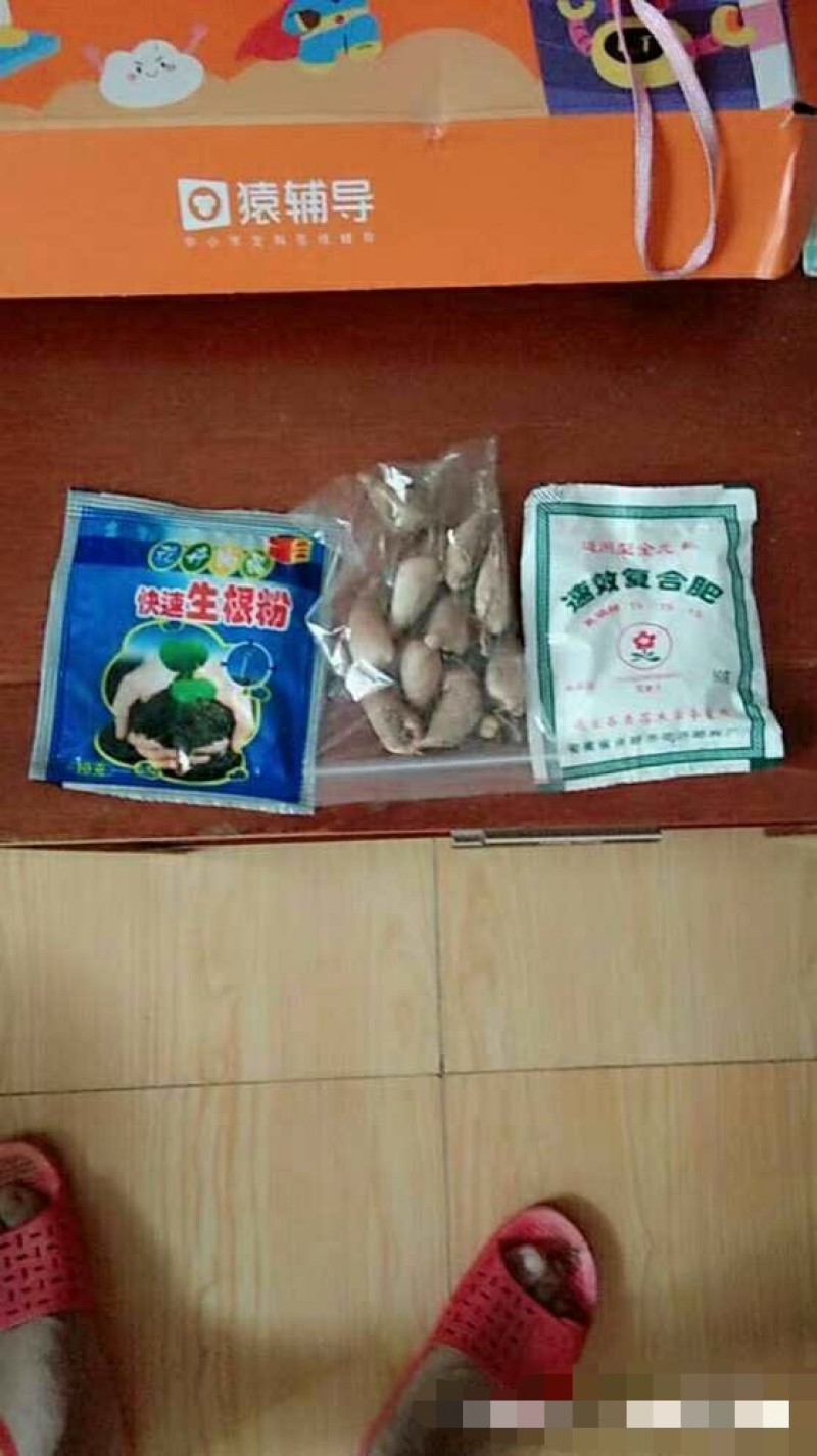混色香雪兰小苍兰开花球浓香型多年生花卉种球盆栽室内阳台