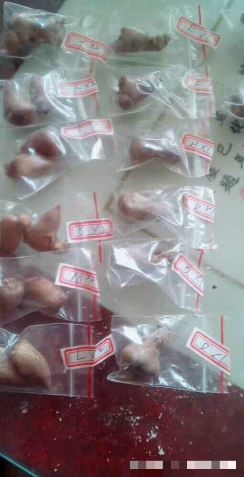 混色香雪兰小苍兰开花球浓香型多年生花卉种球盆栽室内阳台