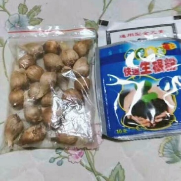 混色香雪兰小苍兰开花球浓香型多年生花卉种球盆栽室内阳台