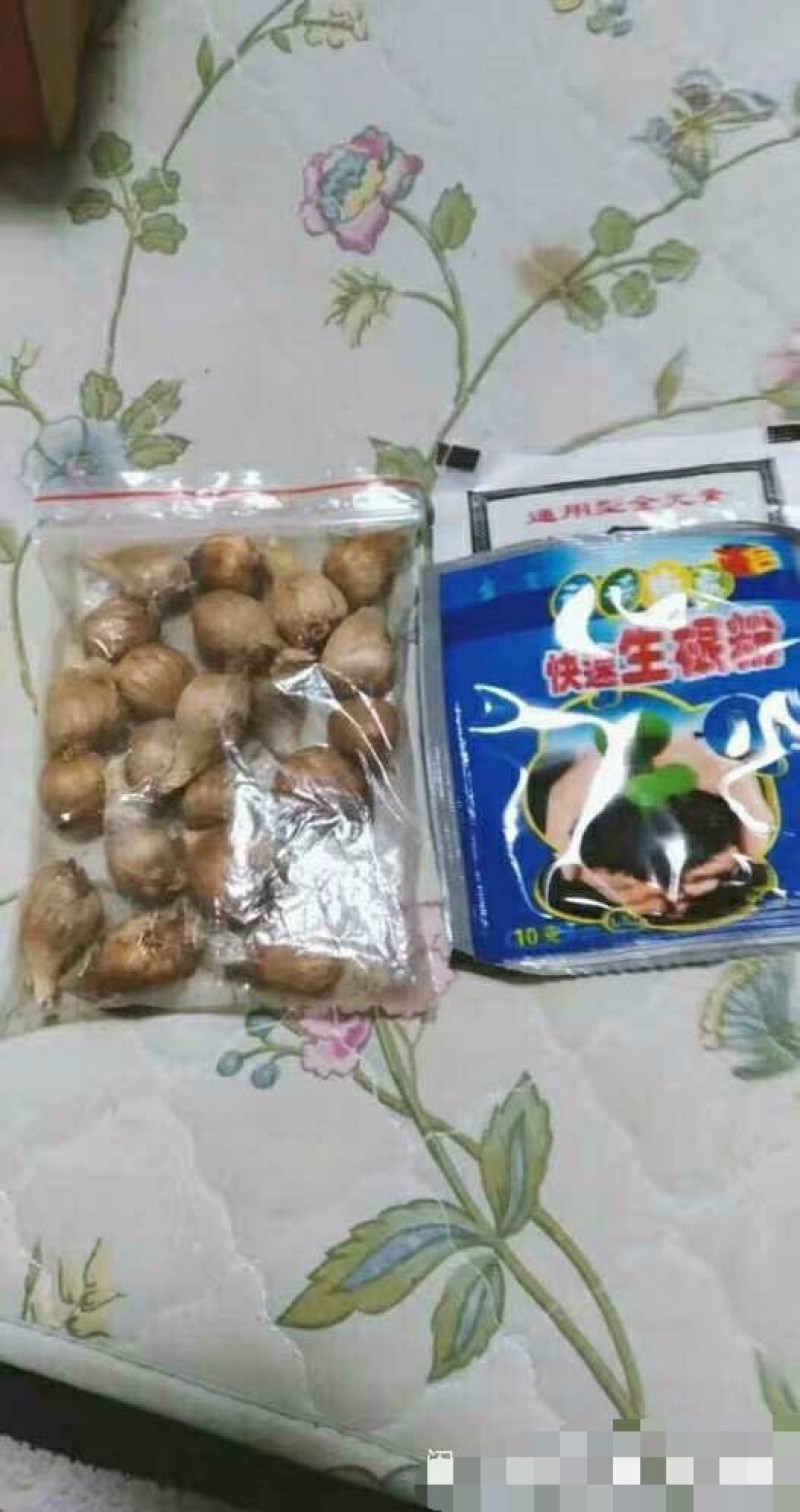 混色香雪兰小苍兰开花球浓香型多年生花卉种球盆栽室内阳台