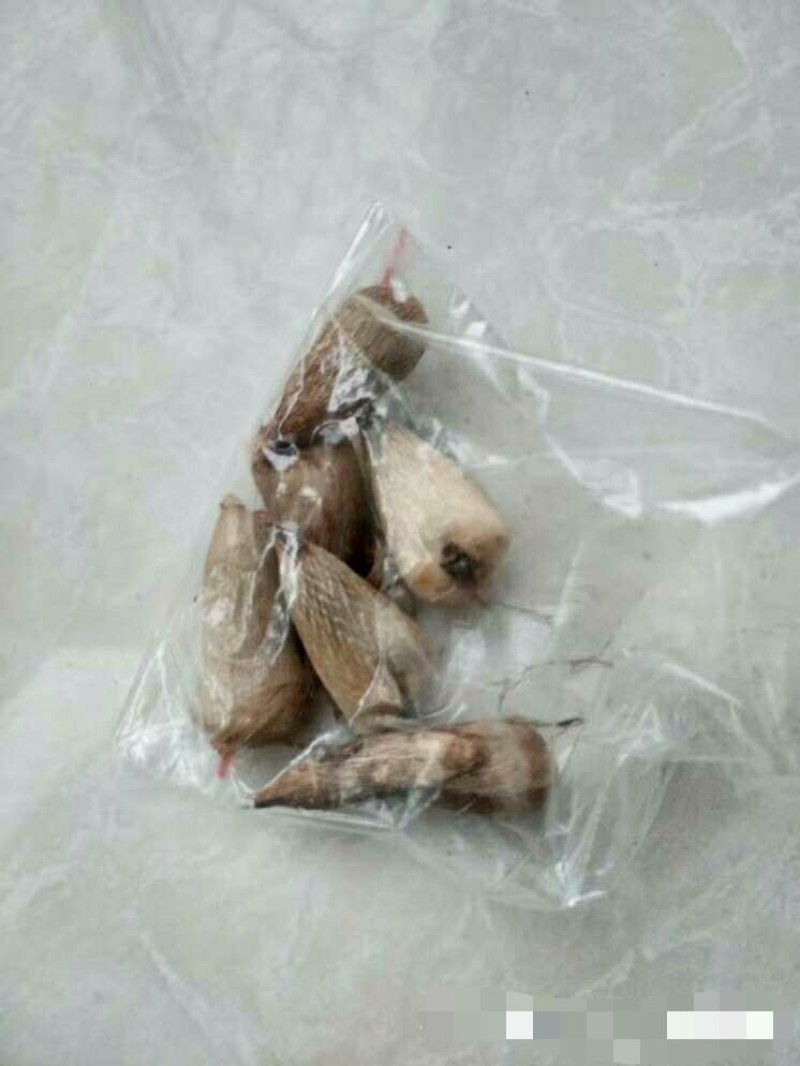 混色香雪兰小苍兰开花球浓香型多年生花卉种球盆栽室内阳台