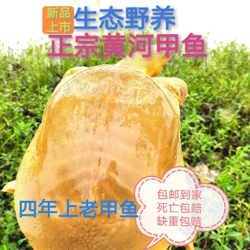 外塘散养鳖黄河甲鱼中华鱼生态鳖水库鱼王八活体海鲜