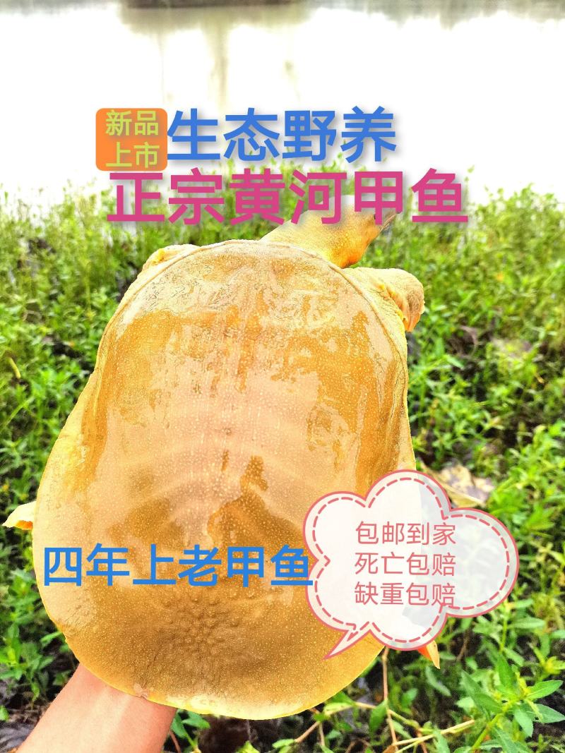 外塘散养鳖黄河甲鱼中华鱼生态鳖水库鱼王八活体海鲜