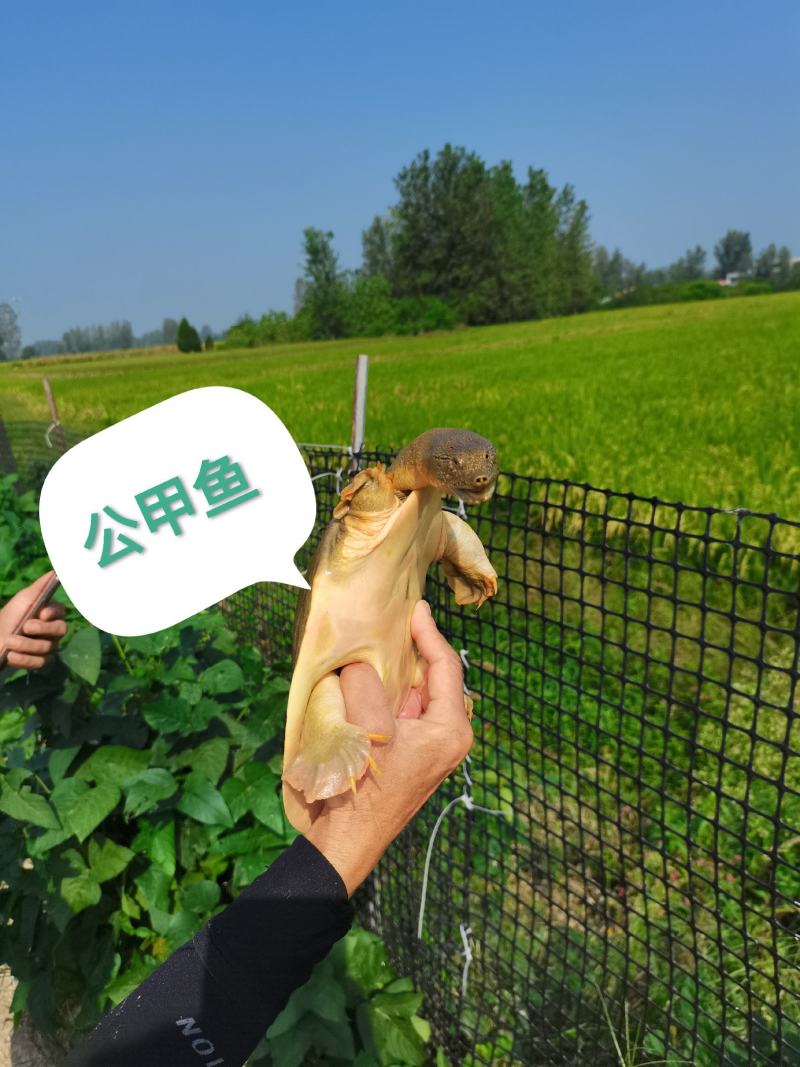 外塘散养鳖黄河甲鱼中华鱼生态鳖水库鱼王八活体海鲜