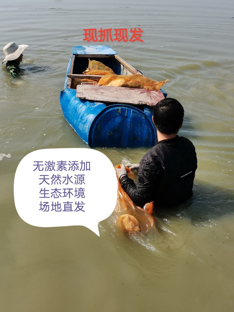 外塘散养鳖黄河甲鱼中华鱼生态鳖水库鱼王八活体海鲜