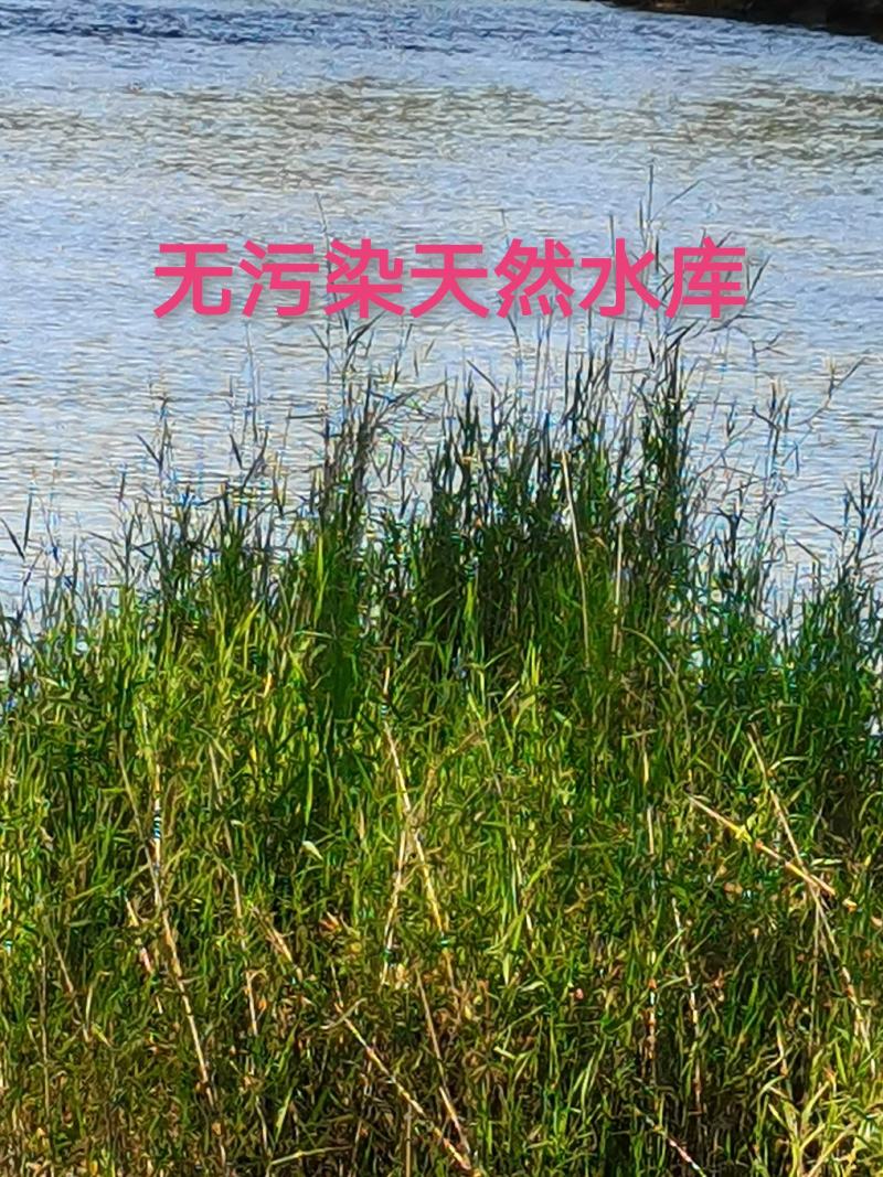 外塘散养鳖黄河甲鱼中华鱼生态鳖水库鱼王八活体海鲜