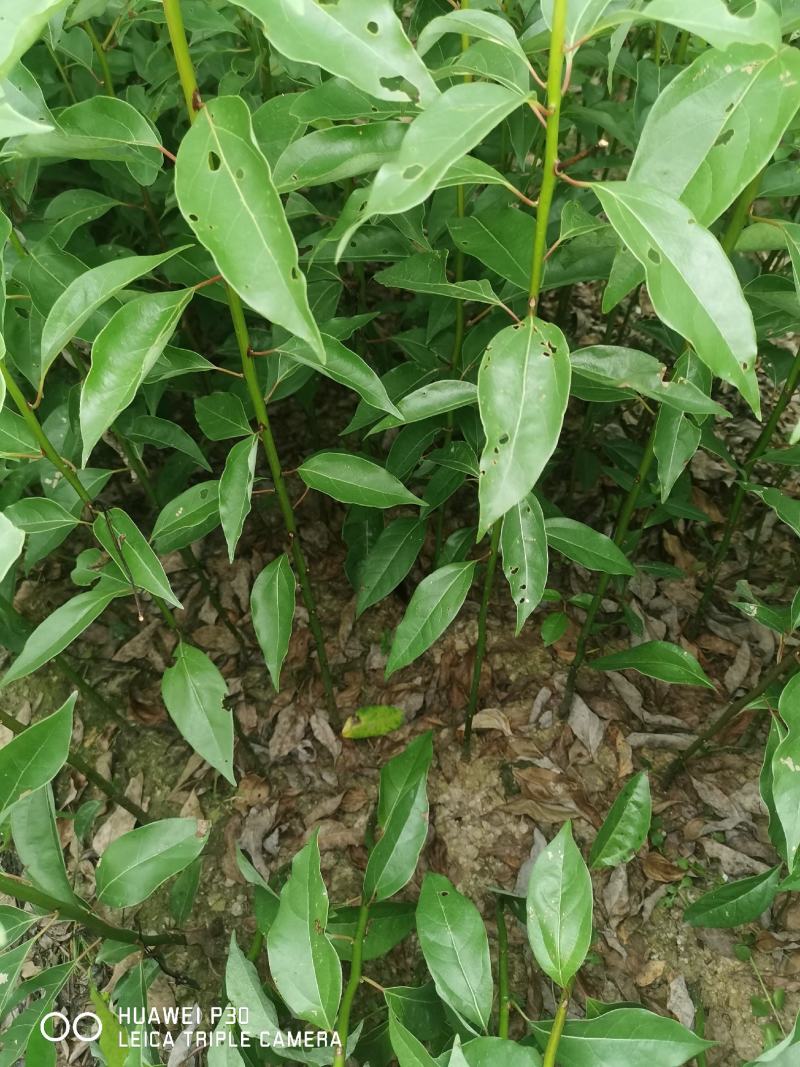 油樟榨油，香樟，绿化苗木