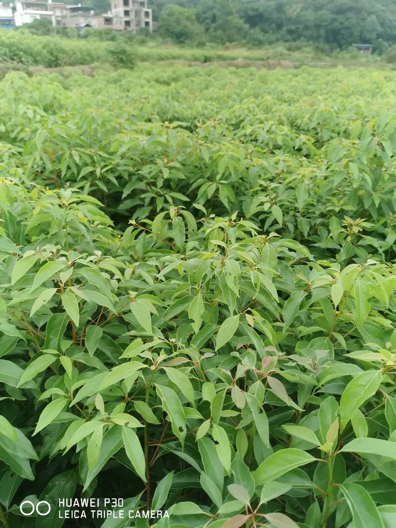 油樟榨油，香樟，绿化苗木