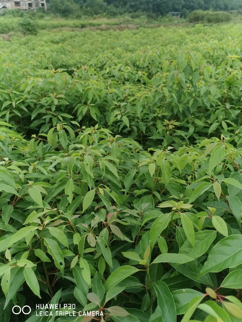 油樟榨油，香樟，绿化苗木