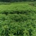 油樟榨油，香樟，绿化苗木