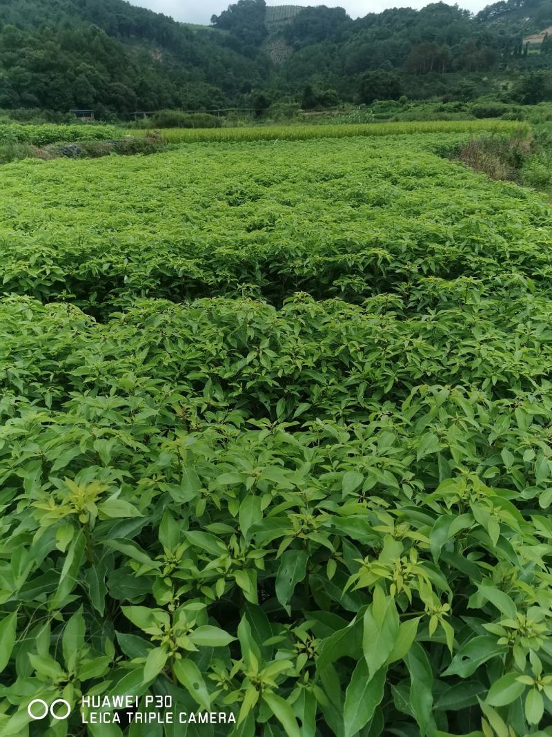 油樟榨油，香樟，绿化苗木