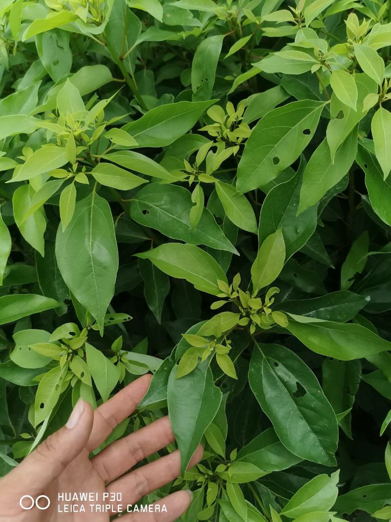 油樟榨油，香樟，绿化苗木