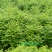 众川苗木合作社大量出售水杉苗，高度20公分至米径10公分