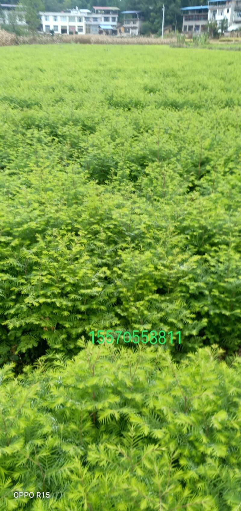 众川苗木合作社大量出售水杉苗，高度20公分至米径10公分