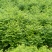 众川苗木合作社大量出售水杉苗，高度20公分至米径10公分