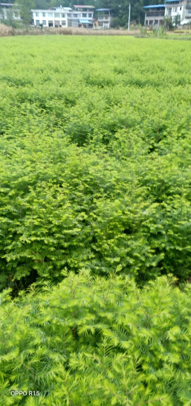 众川苗木合作社大量出售水杉苗，高度20公分至米径10公分
