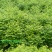 众川苗木合作社大量出售水杉苗，高度20公分至米径10公分