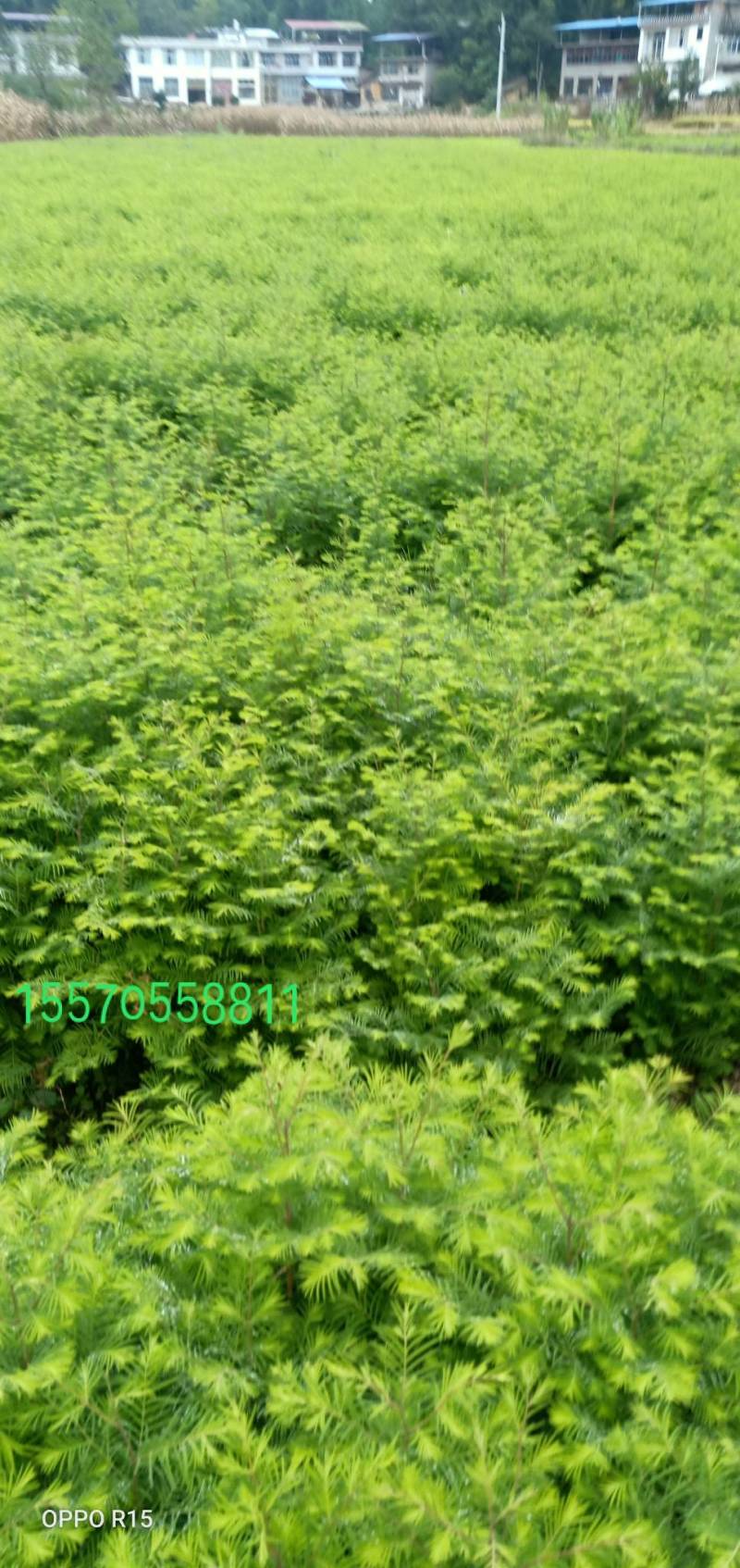 众川苗木合作社大量出售水杉苗，高度20公分至米径10公分