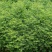 众川苗木合作社大量出售水杉苗，高度20公分至米径10公分