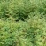 众川苗木合作社大量出售水杉苗，高度20公分至米径10公分