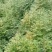 众川苗木合作社大量出售水杉苗，高度20公分至米径10公分