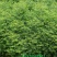 众川苗木合作社大量出售水杉苗，高度20公分至米径10公分