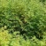 众川苗木合作社大量出售水杉苗，高度20公分至米径10公分