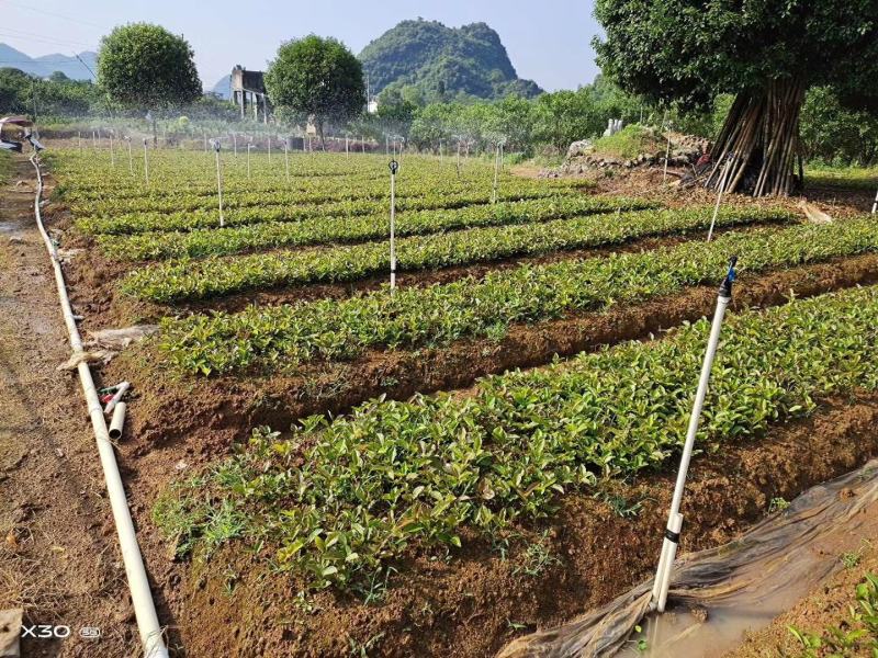 红花油茶苗，白花，榨油，绿化