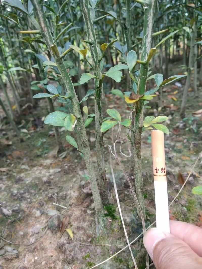 枳壳苗，枳橙苗，香橙苗，占木