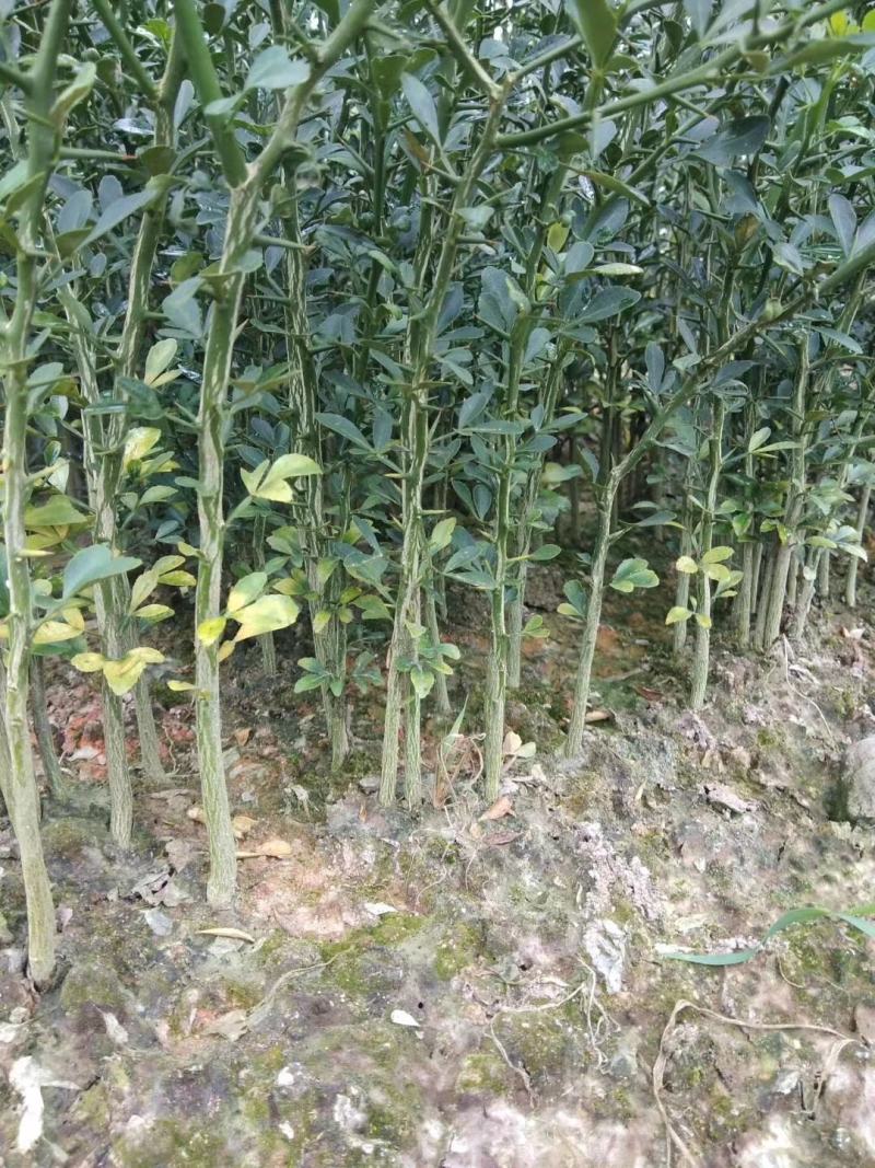 枳壳苗，枳橙苗，香橙苗，占木