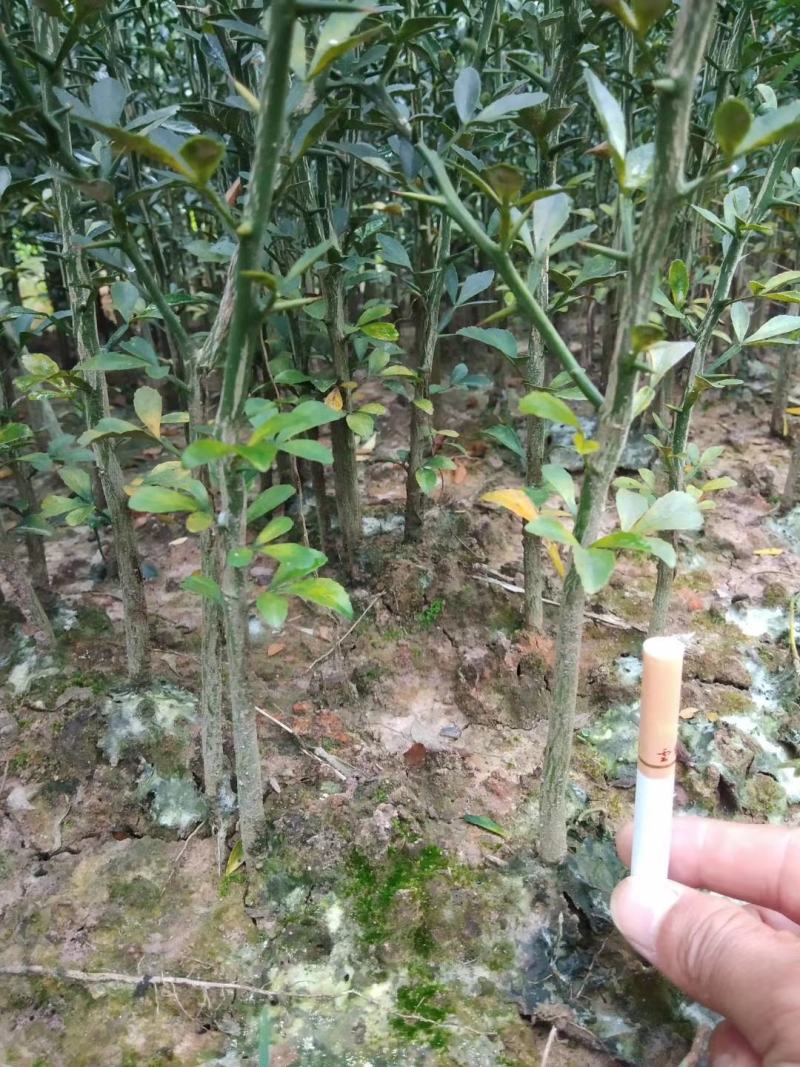 枳壳苗，枳橙苗，香橙苗，占木