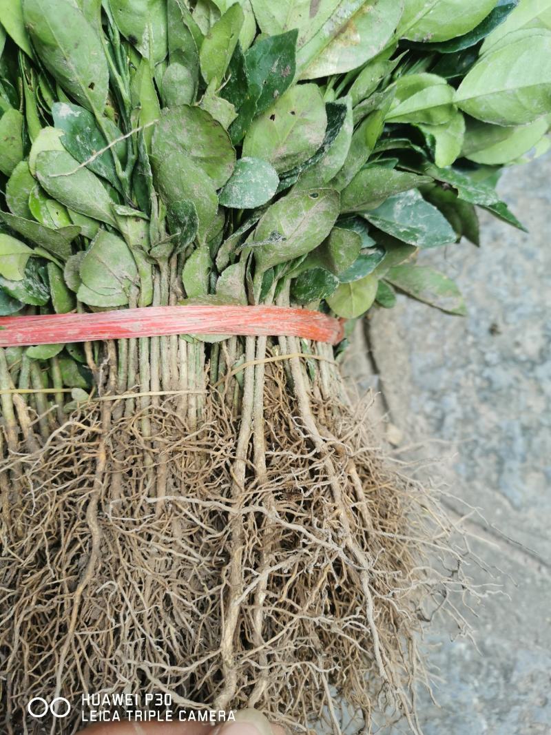 香橼树苗30~50cm，香橼树绿化树