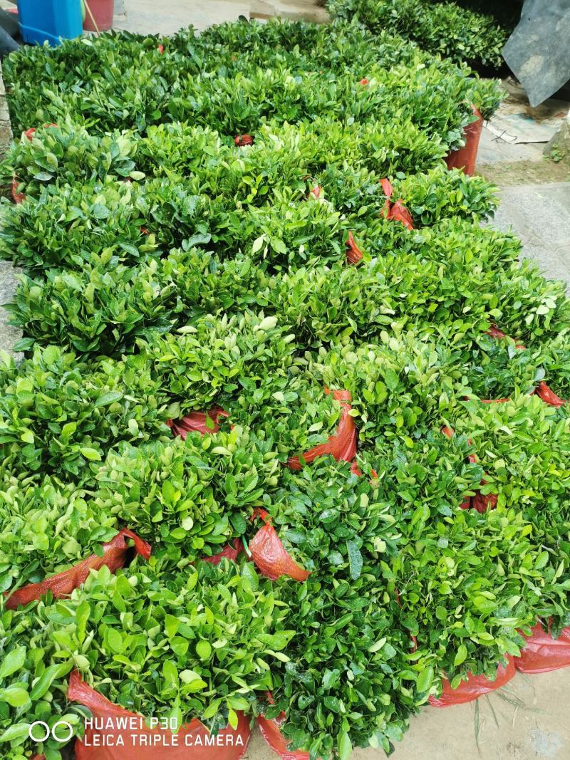香橼树苗30~50cm，香橼树绿化树