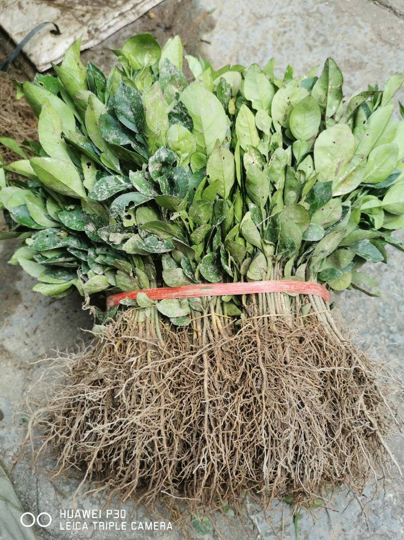香橼树苗30~50cm，香橼树绿化树