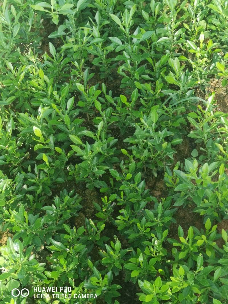 香橼树苗30~50cm，香橼树绿化树
