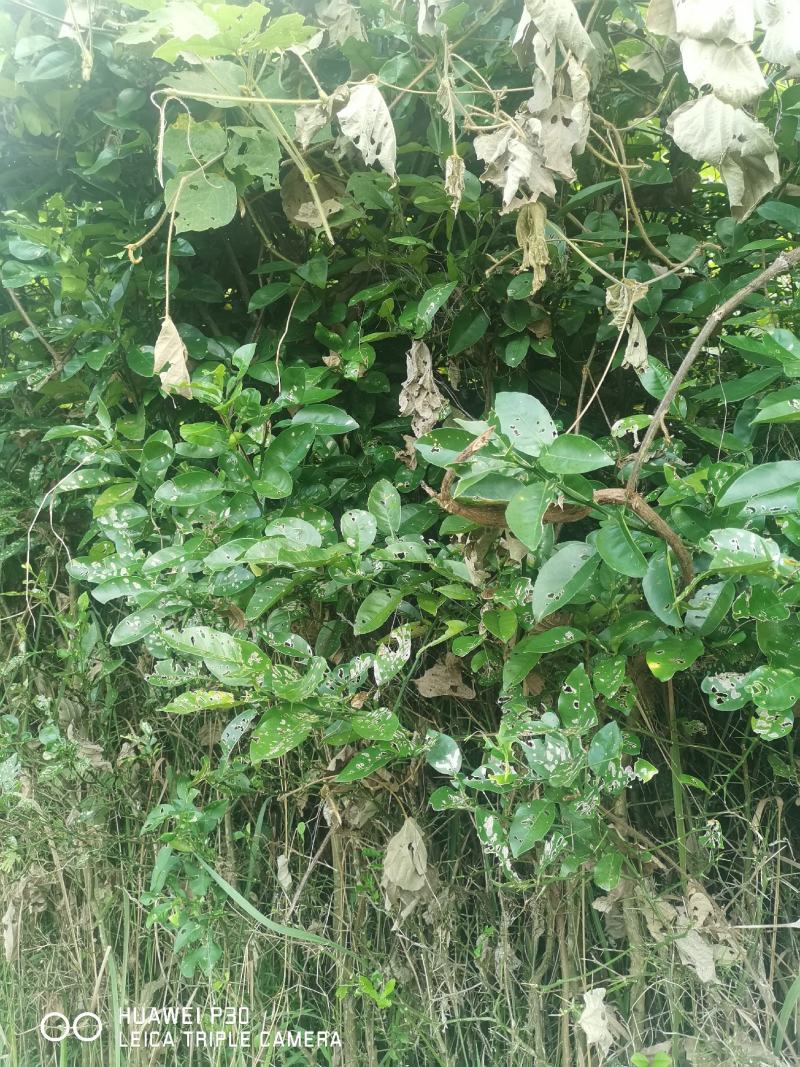 香橼树苗30~50cm，香橼树绿化树