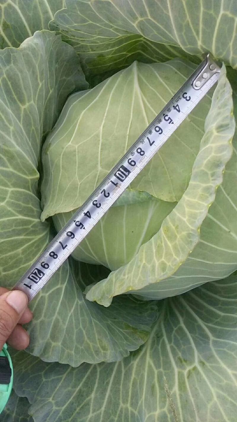 。河南通许扁包，京丰一号，甘蓝大量供应，货源充足，诚信经