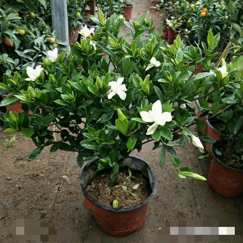 精品独杆小叶栀子花老桩盆栽（带花苞）浓香室内外好养绿植花