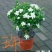 精品独杆小叶栀子花老桩盆栽（带花苞）浓香室内外好养绿植花