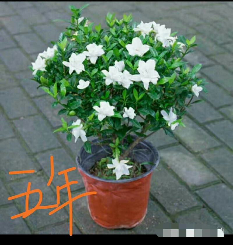 精品独杆小叶栀子花老桩盆栽（带花苞）浓香室内外好养绿植花