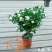 精品独杆小叶栀子花老桩盆栽（带花苞）浓香室内外好养绿植花